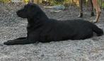 Lieve zwarte labrador teef, Dieren en Toebehoren, Honden | Retrievers, Spaniëls en Waterhonden, CDV (hondenziekte), Teef, Labrador retriever
