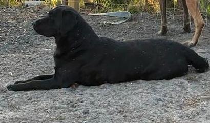 Lieve zwarte labrador teef, Dieren en Toebehoren, Honden | Retrievers, Spaniëls en Waterhonden, Teef, Labrador retriever, Particulier
