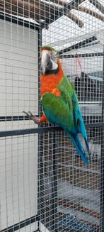 Ara, Eén persoon, Cadeaubon