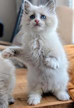 Siberische Neva Masquerade kittens met stamboom, Meerdere dieren, Gechipt