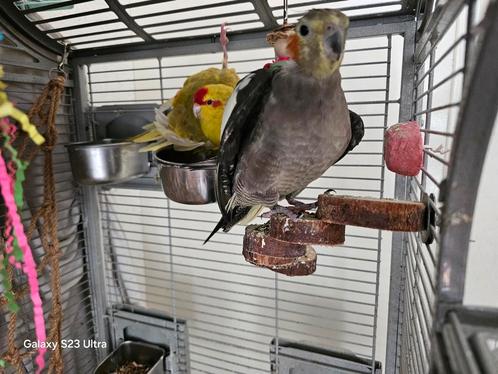 Lieve tamme kakarikie + valkparkiet., Dieren en Toebehoren, Vogels | Parkieten en Papegaaien, Parkiet, Vrouwelijk, Tam