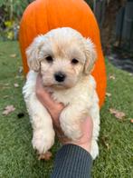 Maltipoo pups reutjes 1250€ teefje 1500€, Dieren en Toebehoren, Nederland, Overige rassen, 8 tot 15 weken, CDV (hondenziekte)
