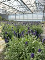 Lavendel winterhard vaste plant (grote partij), Tuin en Terras, Planten | Tuinplanten, Volle zon, Vaste plant, Zomer, Ophalen