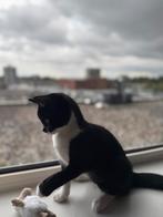 Gratis Kitten 17 weken britse korthaar/europese korthaar, 0 tot 2 jaar