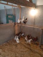 Jonge hanen, Dieren en Toebehoren, Pluimvee, Mannelijk, Kip