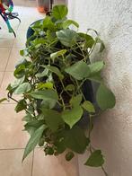 Scindapsus Aureum Drakenklimop (grote 2x zuil ook te koop), Ophalen, Overige soorten, Halfschaduw, In pot