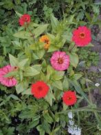 Zinnia Pepito mix, Ophalen of Verzenden, Zaad