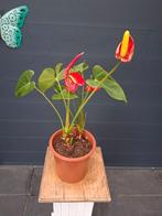 Anthurium Plant met Rode Bloemen, Ophalen, Overige soorten, Halfschaduw, In pot