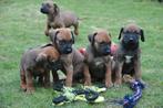 Prachtige Rhodesian Ridgeback pups met stamboom, Parvo, Overige rassen, 8 tot 15 weken, Meerdere