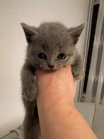 Prachtige britse korthaar kittens, Dieren en Toebehoren, Katten en Kittens | Raskatten | Korthaar, Meerdere dieren, Ontwormd, 0 tot 2 jaar