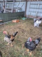 Kuikens Brahma' en Barnevelders, Dieren en Toebehoren, Pluimvee, Geslacht onbekend, Kip
