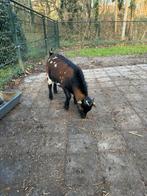 Jonge dwergbok, Dieren en Toebehoren, Mannelijk, Geit, 0 tot 2 jaar