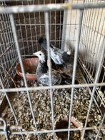 Postduiven/kleur duiven piepers, Dieren en Toebehoren, Meerdere dieren, Postduif