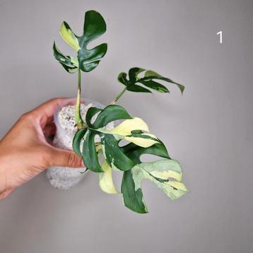 Rhaphidophora Tetrasperma Albo Variegata  beschikbaar voor biedingen