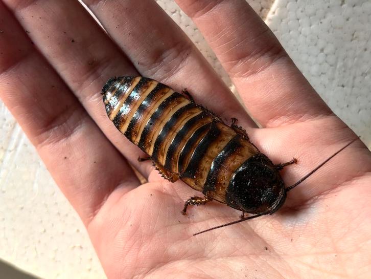 Halloween hissers, Dieren en Toebehoren, Insecten en Spinnen, Overige soorten