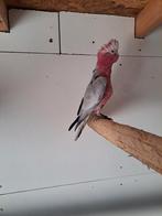 Split lutino Rosé kakatoe, Mannelijk, Papegaai, Geringd