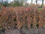 Beuken wortelgoed of kluit, rood en groen, super kwaliteit!!, Tuin en Terras, Ophalen, Beukenhaag, Haag, 100 tot 250 cm
