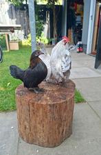 Hollandse krielen plus haan parelgrijs, Dieren en Toebehoren, Pluimvee, Meerdere dieren, Kip