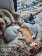 Britse Korthaar Kittens | Black Silver Shaded | Chinchilla, Dieren en Toebehoren, Meerdere dieren, Ontwormd, 0 tot 2 jaar