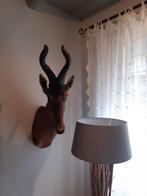 opgezet hartenbeest, Ophalen, Zo goed als nieuw, Wild dier, Opgezet dier