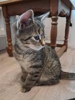 Britse korthaar kitten, Dieren en Toebehoren, Katten en Kittens | Raskatten | Korthaar, Poes, Gechipt, 0 tot 2 jaar