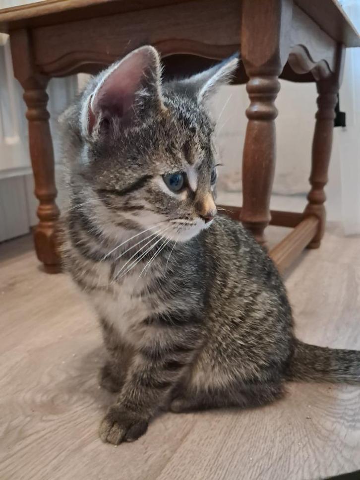Britse korthaar kitten mag het nest verlaten!!!, Dieren en Toebehoren, Katten en Kittens | Raskatten | Korthaar, Poes, 0 tot 2 jaar