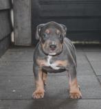 american bully pups, Bulldog, Meerdere, Meerdere dieren, Nederland