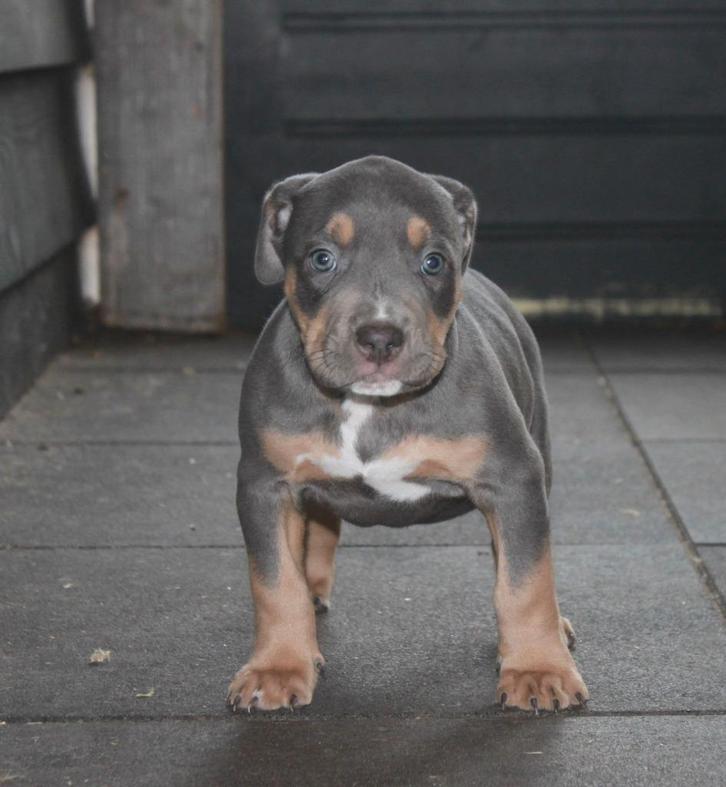 american bully pups, Dieren en Toebehoren, Honden | Bulldogs, Pinschers en Molossers, Meerdere dieren, Bulldog, Particulier, Meerdere