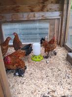 2 Sabelpootkriel hanen 4 maanden oud, Dieren en Toebehoren, Pluimvee, Mannelijk, Kip