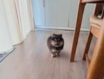 Pomeranian, Dieren en Toebehoren, Particulier, Rabiës (hondsdolheid), 8 tot 15 weken, Buitenland