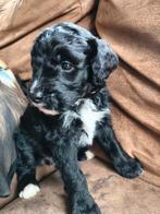 Prachtige pups Labradoodle x Berner Sennen x Friese Stabij, 8 tot 15 weken, Teef, Eén hond, Middel