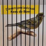 Duitse kuif kanaries, Dieren en Toebehoren, Meerdere dieren, Kleurkanarie