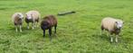 Dekrammen te koop, Dieren en Toebehoren, Schapen, Geiten en Varkens, Mannelijk, Schaap