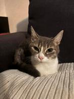 Prachtige Poes (kitten), Dieren en Toebehoren, Katten en Kittens | Overige Katten, Poes, Kortharig, 0 tot 2 jaar