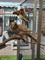 Kakariki, Dieren en Toebehoren, Meerdere dieren, Overige soorten