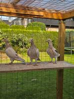 Almond postduiven duiven, Dieren en Toebehoren, Meerdere dieren, Postduif