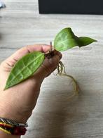 Hoya Amoena  stek, Ophalen of Verzenden, Halfschaduw, Minder dan 100 cm