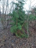 Japanse sipres (Cryptomeria japonica) 40-50 cm, Tuin en Terras, Planten | Bomen, Volle zon, Minder dan 100 cm, Zomer, Overige soorten