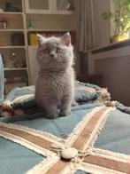 Te koop prachtige BRITS KORTHAAR KITTENS, Dieren en Toebehoren, Katten en Kittens | Raskatten | Korthaar