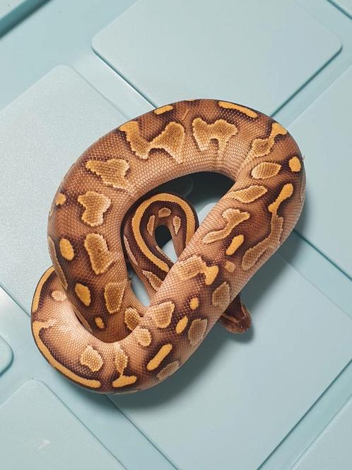 Koningspython man, Dieren en Toebehoren, Reptielen en Amfibieën, Slang