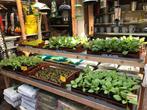 Groenteplanten/groentenplanten, moestuin planten, volkstuin, Ophalen, Gehele jaar, Volle zon