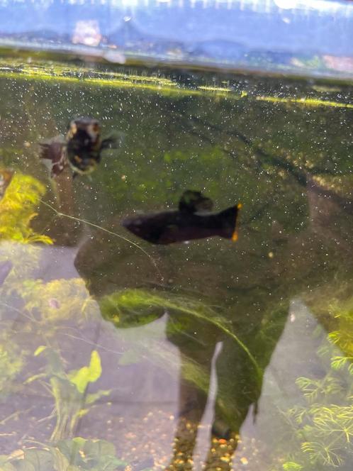 10 prachtige Molly vissen – oranje & zwart gemengd, Dieren en Toebehoren, Vissen | Aquariumvissen, Vis