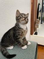 Lieve kittens zoeken nieuwe huisje, Dieren en Toebehoren, Katten en Kittens | Overige Katten, Meerdere dieren
