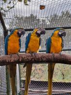 Te koop blauwgele ara van 2025, Dieren en Toebehoren, Mannelijk, Papegaai, Geringd