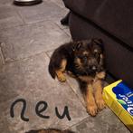 Duitse Herder pups, Dieren en Toebehoren, 8 tot 15 weken, Meerdere, Meerdere dieren, Herder