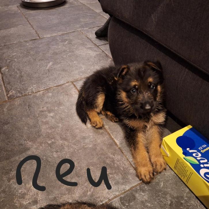 Duitse Herder pups, Dieren en Toebehoren, Honden | Herdershonden en Veedrijvers, Meerdere dieren, Herder, Particulier, Meerdere