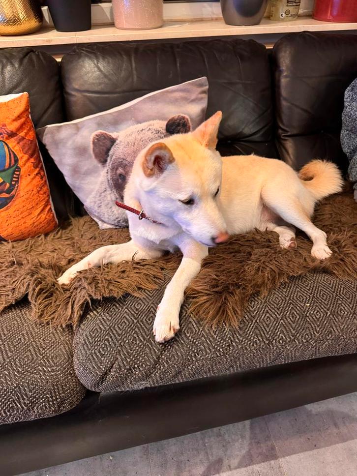 Te Koop Aangeboden Chiba Inu, Dieren en Toebehoren, Honden | Niet-rashonden, Middel, Reu, Particulier, Eén hond, Buitenland, 3 tot 5 jaar