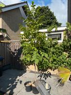 Walnoot 250-300cm, Tuin en Terras, Planten | Bomen, Ophalen, Volle zon, Overige soorten