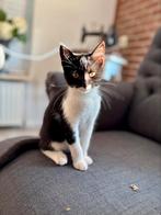 Lieve kitten te koop!, Dieren en Toebehoren, Katten en Kittens | Overige Katten, Poes, Kortharig, 0 tot 2 jaar