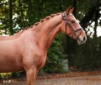 Lieve allrounder, Dieren en Toebehoren, Pony's, Gechipt, Ruin, L, 7 tot 10 jaar